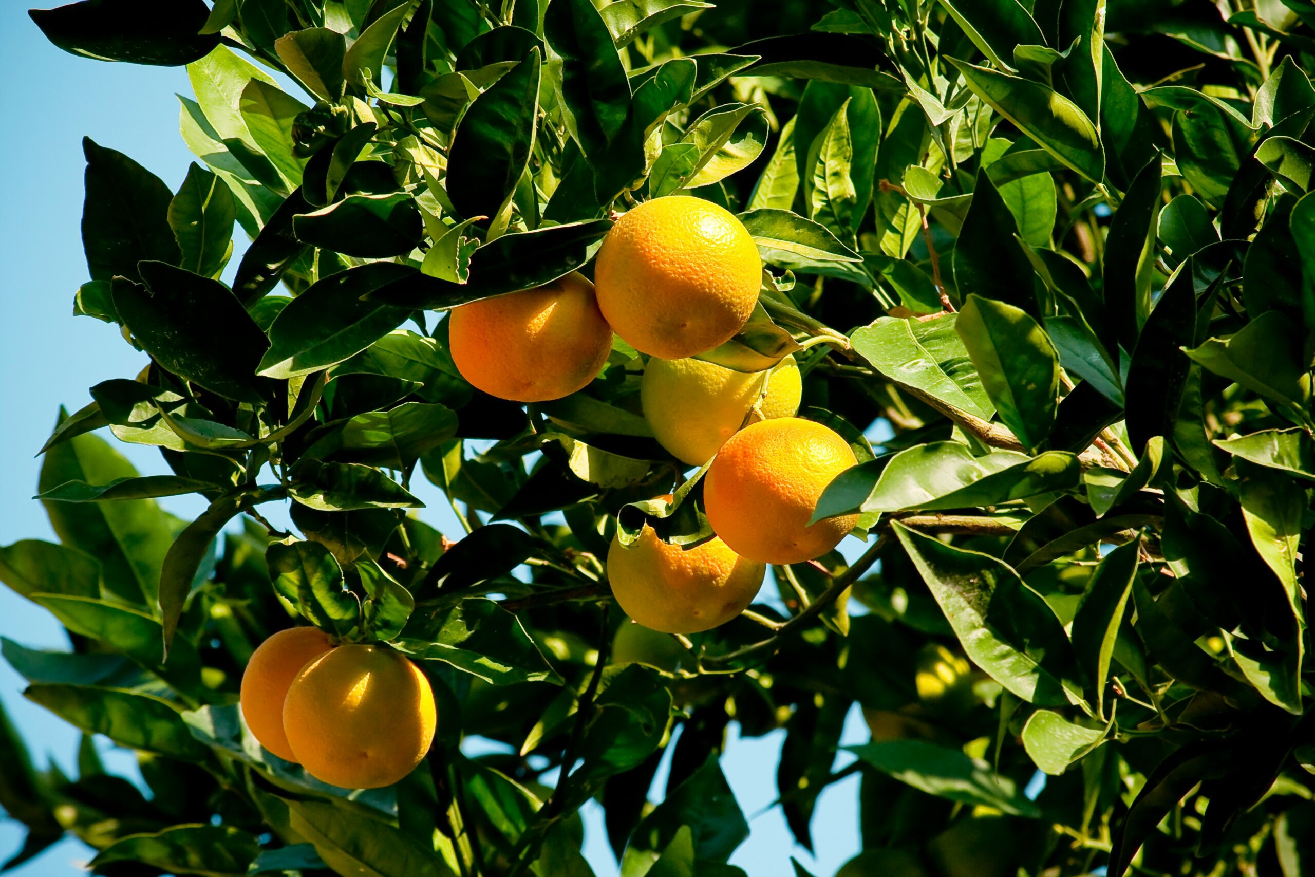 The Orange Trees of Mijas Costa: A Beautiful but Bitter Secret